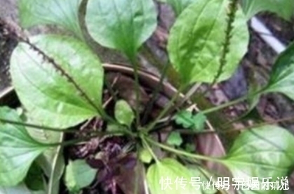 药用|农村路边常见的一种野草，功效堪比人参，既可药用又可食用