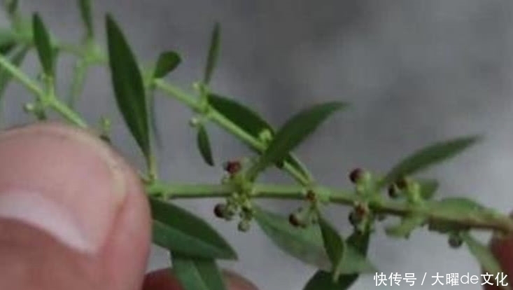 侵权请告知删除|这种野草在农村遍地有，就连牲畜也不愿吃，偏偏药用有奇效