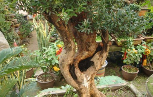 公公山上捡了个老树桩,养了几年长成盆景,邻居看见想高价收购!