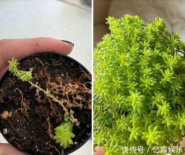 快枯死的绿植在大神手下起死回生,对比图超治愈又励志哇