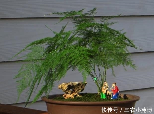 家里的文竹长得慢, 还黄叶, 赶紧这么处理, 几天就能变绿