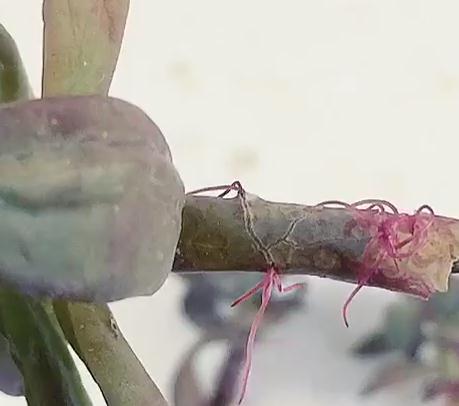 多肉扦插繁殖,方法越简单越容易成活