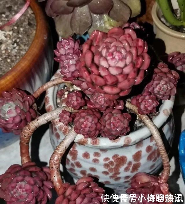 养多肉3年顺风顺水,多亏选了6种大普货,现在全是大老桩