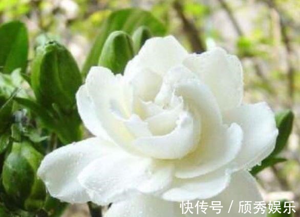 茑萝茑萝|好养易爆盆的几种花卉,不怕冷不怕热,开花漂亮花期长