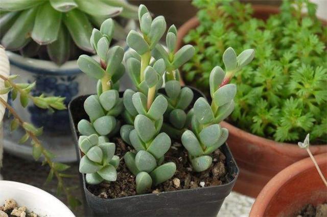 7种“美”多肉,夏天养成“瀑布”,叶片肉嘟嘟,格外好看!