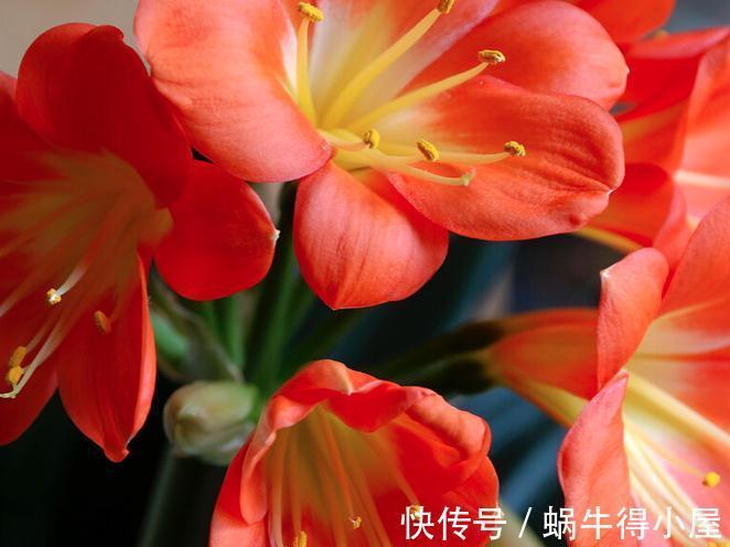 提高君子兰开花率的4种“宝贝”，第一种免费，第四种自己能制作