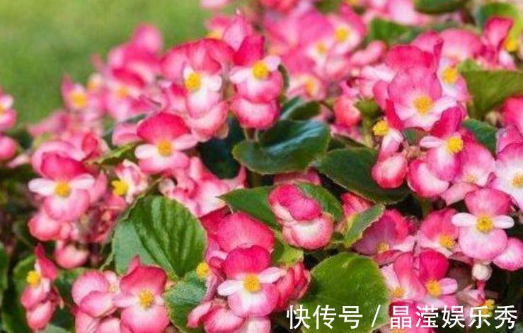 4种花美的出奇，好养又漂亮，连年开花，能养一辈子