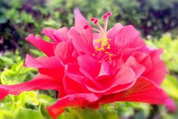 这款小花,在家养一盆,四季开花不断,越看越美,花朵烂漫迷人眼