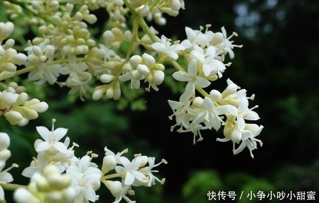 种植|最适合庭院、屋顶绿化种植的植物，各月开花顺序整理，不收藏吗？
