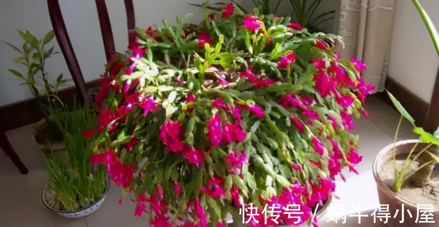 花友|蟹爪兰如何分株、养护防虫害等,该篇文章全部讲透,值得收藏