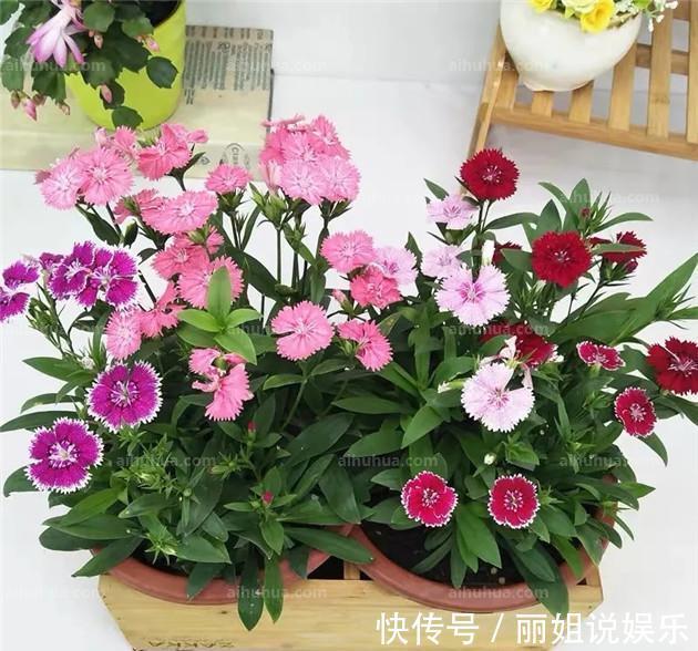 养花,四个不放,放置植物时应该有禁忌