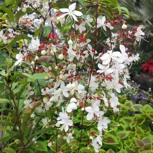 辰山植物园新年花展进行中 泰国垂茉莉首次展出 还有拗了几年造型才成功的一品红 快资讯