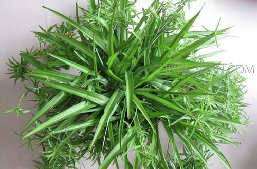 养吊兰,只需3招,嗖嗖冒出“新枝条”,20天后还“开花”