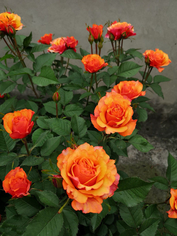 此款木本盆栽花卉，养护简单，周年开花，有水果香味，室内也能养