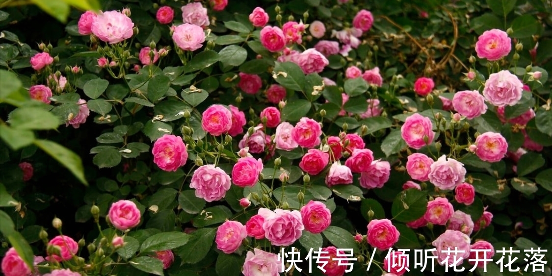 惜春!黄庭坚逆境中的一首独出心裁之作,空灵蕴藉,深沉含蓄,情趣盎然