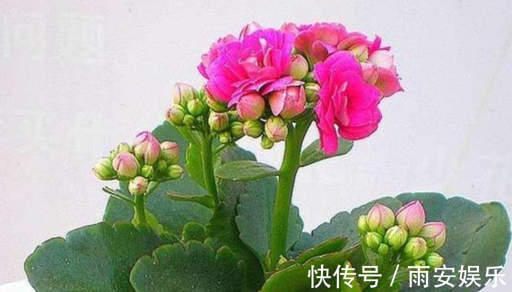 修剪|“两种花”沾土就能活,七天就生根,现在扦插还来得及!