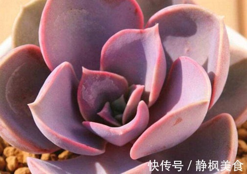 多肉紫珍珠怎么叶插教你3个小窍门,叶插成功率极高长势还旺盛