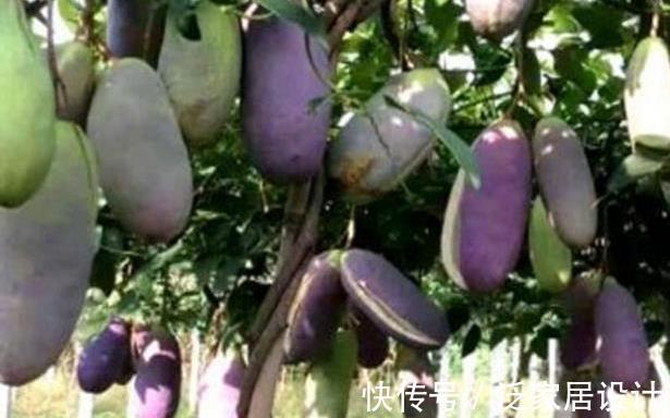 活血|农村一种野瓜太强大,清热利湿,活血通脉,跌打损伤,了解下