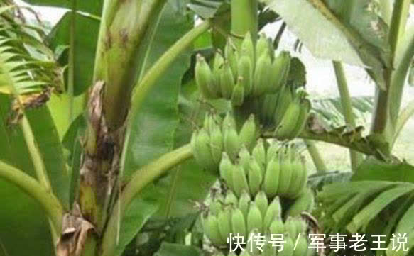 张医师|秋天来了,坚持常吃3种食物,排毒护肝,美容养颜,早吃早受益