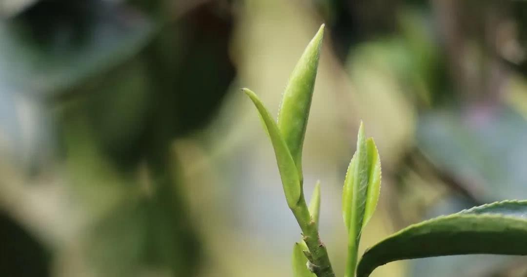 浅谈|御春园生态茶厂制茶师陈金荣浅谈正山小种红茶的口感体验
