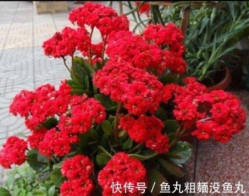 花肥|最厉害的营养液:给长寿花喝一勺,花开鲜艳,花期长达180天!