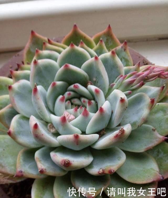 最美多肉排行榜,这6种盆盆都好看,说啥都得养一盆!