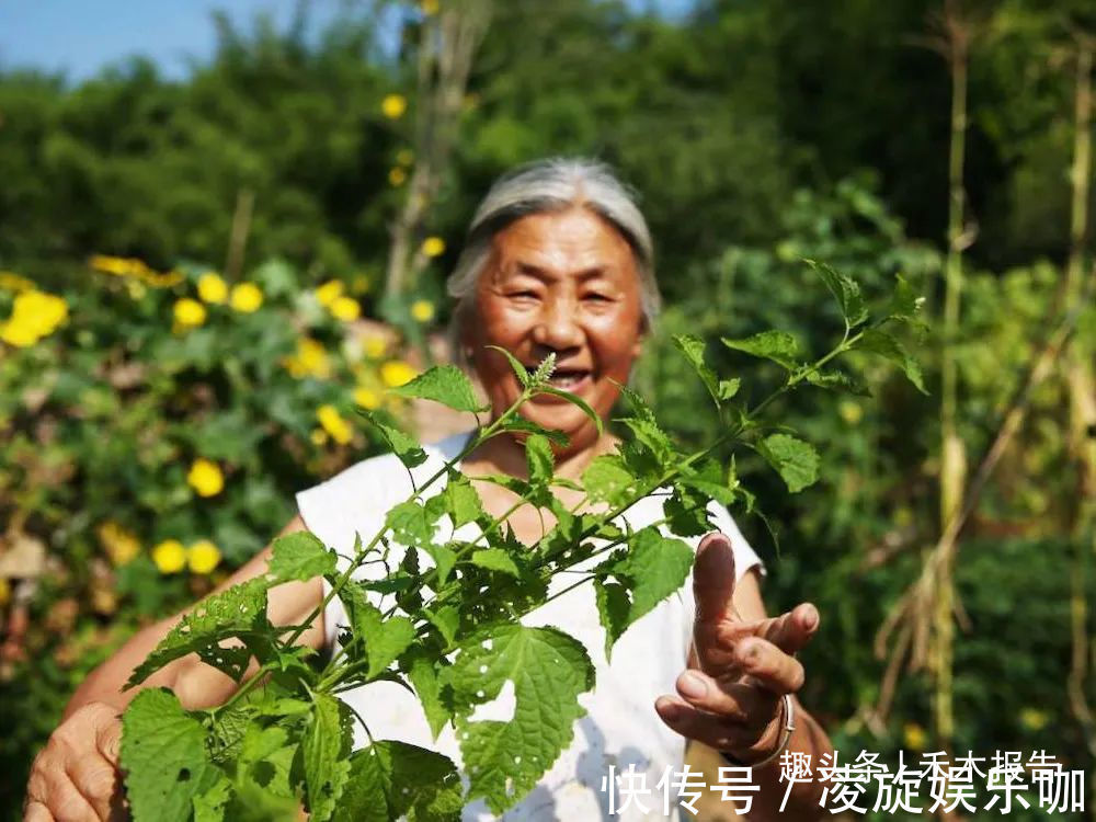 芳香味|农村这种野草比香水还香,含一片叶子能除口臭,还是极品高钙菜