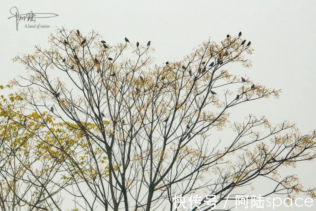 公园|良渚遗址公园里群鸟飞舞的画面，会随着游客的增多而渐渐消失吗？