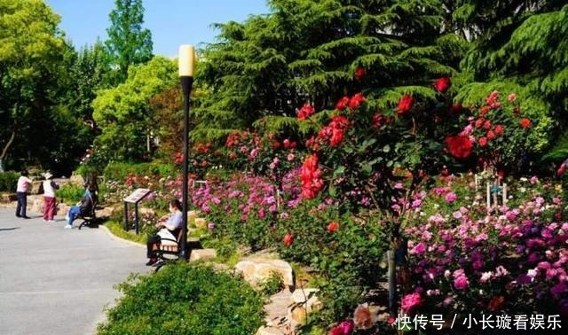 8000余株月季正盛开!快来静安赏花吧