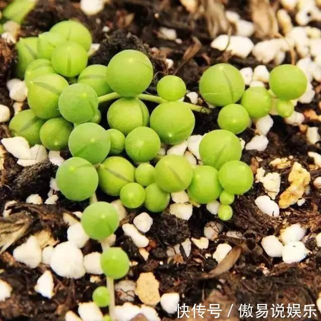 金心吊兰|吊兰、绿萝别再这么养,不然像打了激素,猛蹿个撑爆盆!