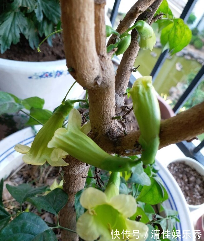 金钱树|4种树,花开富贵“好兆头”,难得一见,看看你家有吗?