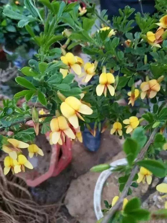 眼睛|山里的1棵老树桩,挖出来种盆里,开花后,眼睛都看直了!