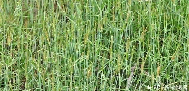 痛恨|麦田里的“小香肠”,农民对它痛恨不已,殊不知煮水能治脚气