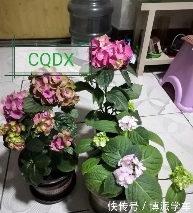 磷酸二氢钾在花卉施肥中是“有讲究的”,别乱施,您了解多少呢