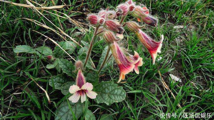农村这种野草,李时珍称它“服之面如桃花,轻身不老”!你见过么
