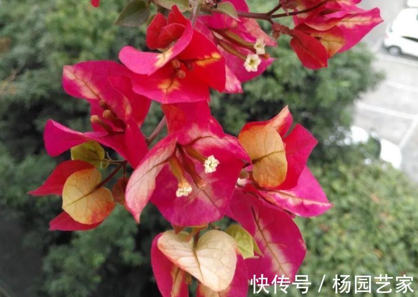 秋天养花怕出现“空盆”？做好4件事，植株有精神，枝叶绿