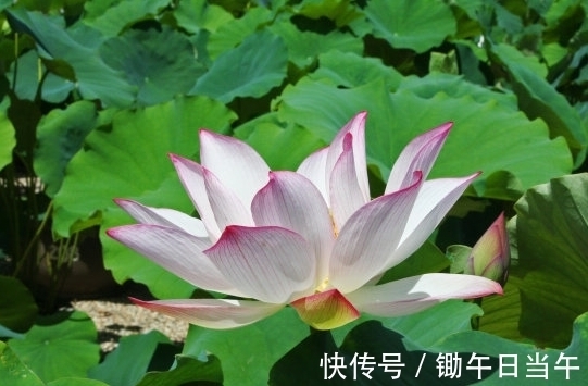 贵人|进入9月中旬，4属相遇贵人事业旺，运势水涨船高，桃花朵朵