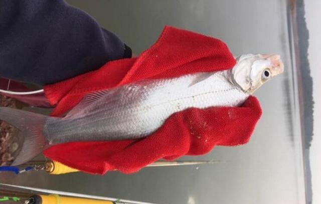 钓到这鱼不能摘钩,否则后果很严重,很多钓友一头雾水