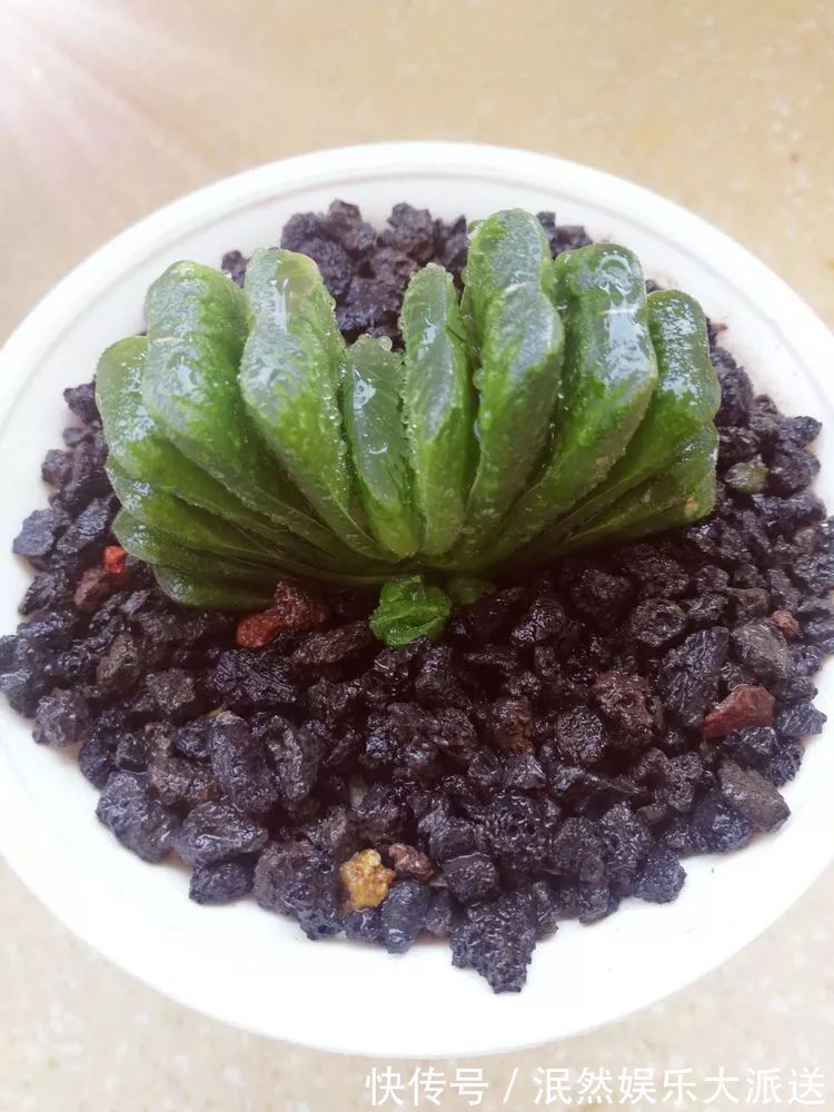 蚧壳虫|为肉痴狂!多肉植物也会用最美的容颜报答我们的勤劳付出!