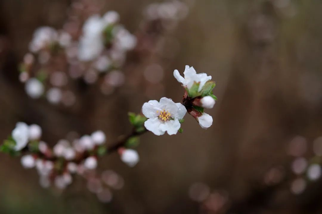 春雨初歇，蓬莱阁赏花正当时！