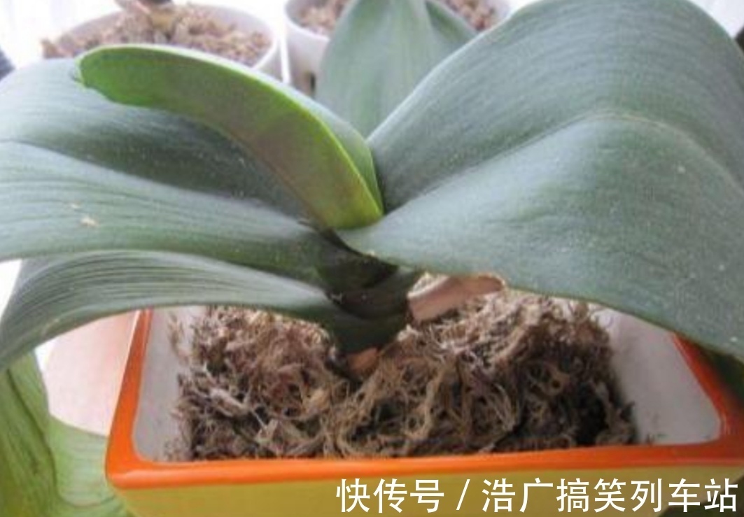 植株|你知道吗?夏天6种花要“休眠”,浇水多了就烂根