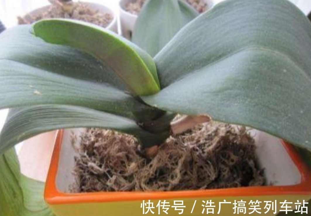 植株|你知道吗？夏天6种花要“休眠”，浇水多了就烂根