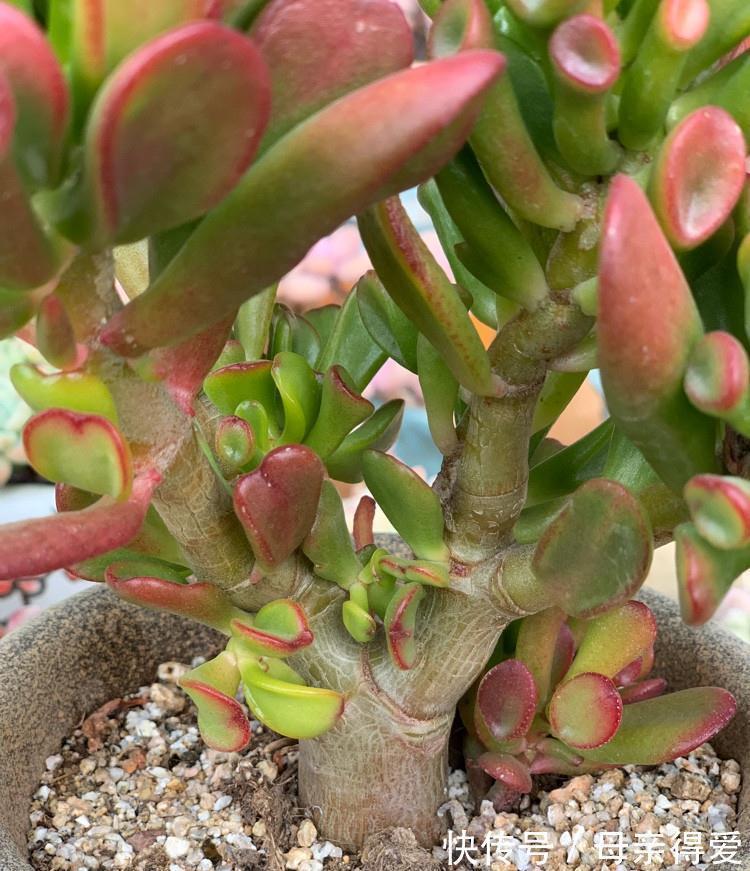 叶片|客厅见树，十家九富，6种富贵树，随便养一盆，子孙一直富