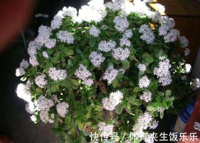 玉树如何修剪？轻松2步，养成枝繁叶茂的小树、枝壮叶绿又开花