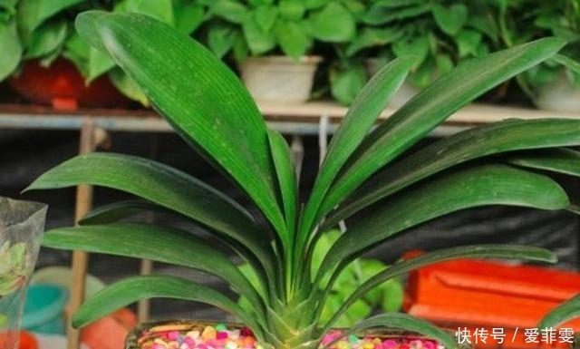 君子兰养了半年没变化,奶奶隔两天浇一勺“它”,开花爆盆