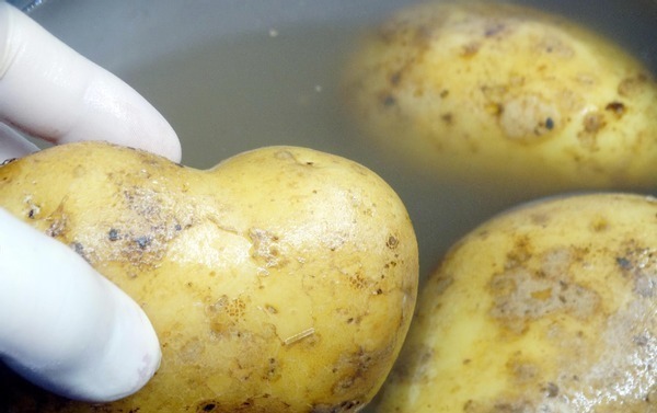 家里的土豆放久了就长芽了教你3招,久放也不长芽不变色