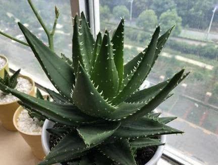 芦荟爆盆法,点中4个“养护穴”,叶片杠杠厚,爆满“肥崽子”