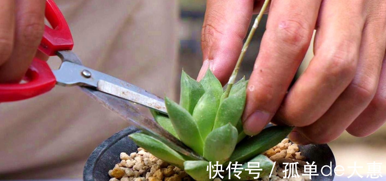 养多肉遇到这三个现象，千万别置之不理，很有可能是在像你求救