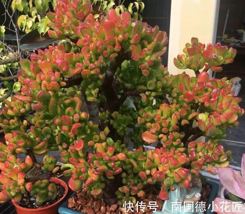 黄金万两|白露后，盆栽多肉选这3样，好养漂亮，常搁家里还能招财