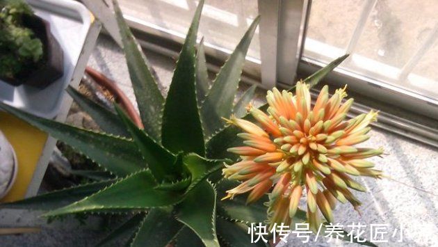 老人说：家里养着3种花，开花会有“好兆头”，你养的开花了吗？
